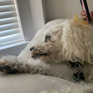 Meet your Posher, Luisa